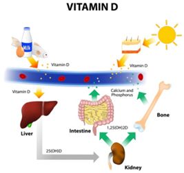 什么食物维生素d多,维生素d吃多了会怎样