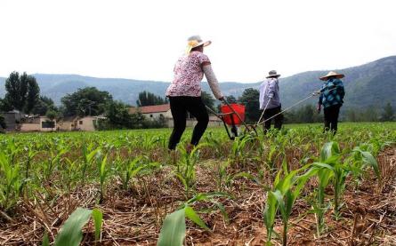 下雨了给麦田撒什么肥料,下雨怎么给菜地施尿素肥