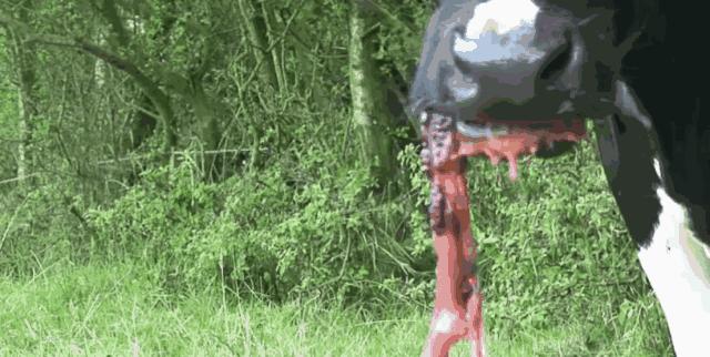 老外学中国吃大葱煎饼,外国人学中国人吃米饭