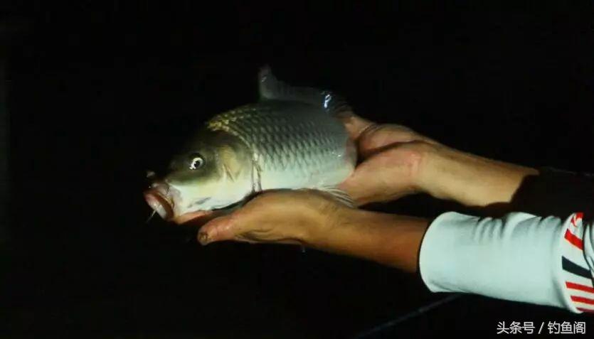 夜钓10个好处,不是你技术差,而是错过了上鱼高峰期!