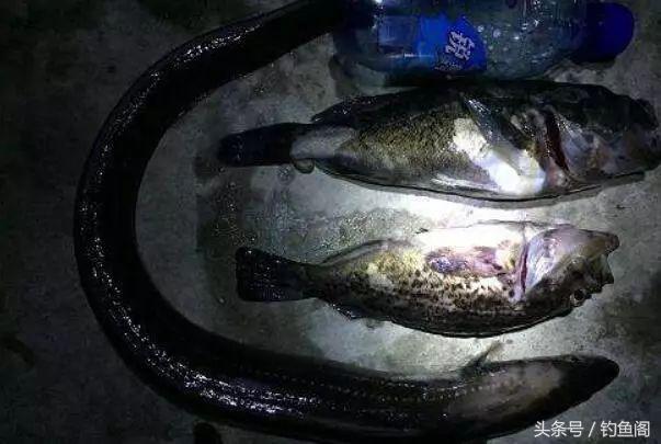 夜钓10个好处,不是你技术差,而是错过了上鱼高峰期!