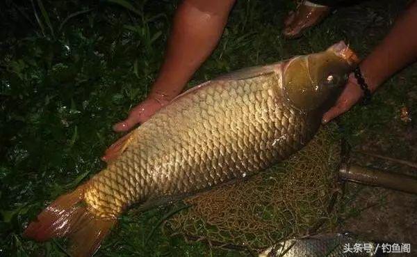 夜钓10个好处,不是你技术差,而是错过了上鱼高峰期!