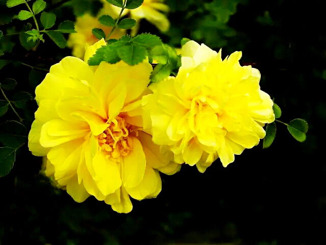 黄刺玫ll不与千红竞彩妆，黄金万朵溢芬芳