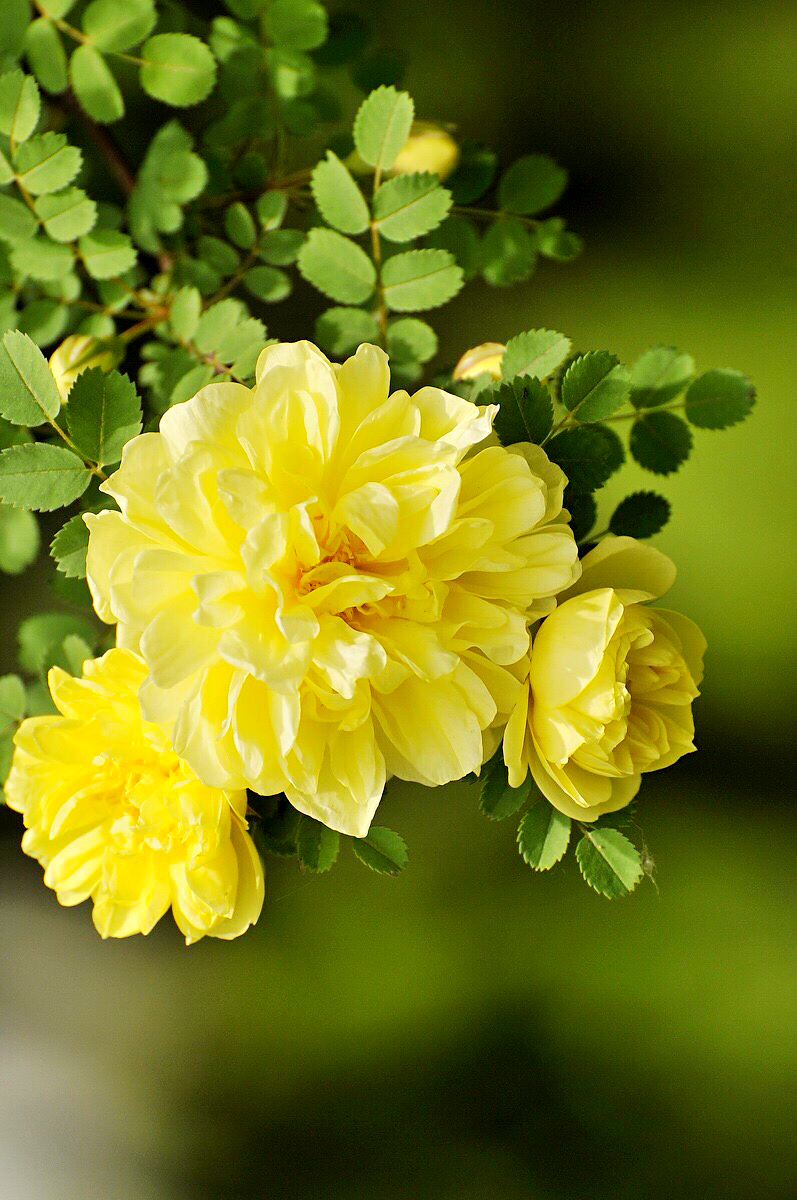 黄刺玫ll不与千红竞彩妆，黄金万朵溢芬芳