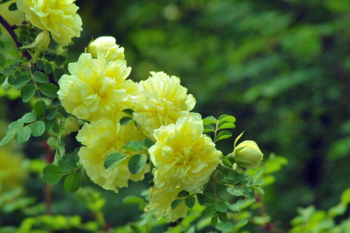 黄刺玫ll不与千红竞彩妆，黄金万朵溢芬芳