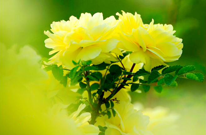 黄刺玫ll不与千红竞彩妆，黄金万朵溢芬芳