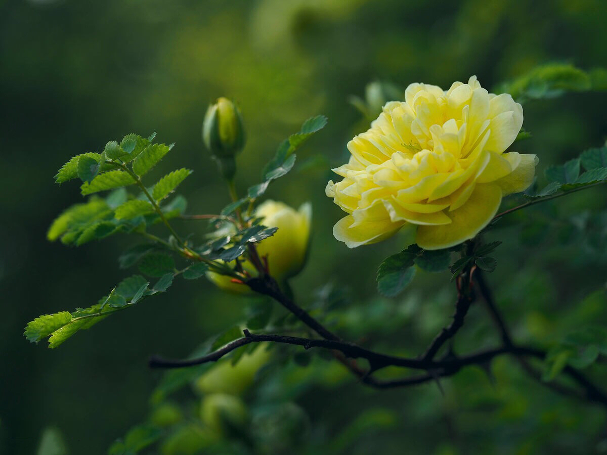黄刺玫ll不与千红竞彩妆，黄金万朵溢芬芳