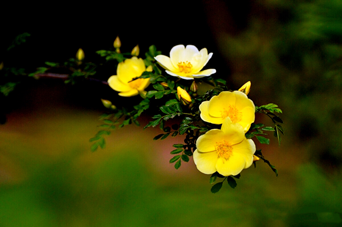 黄刺玫ll不与千红竞彩妆，黄金万朵溢芬芳