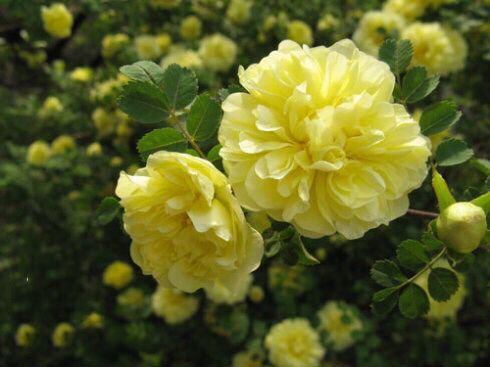 黄刺玫ll不与千红竞彩妆，黄金万朵溢芬芳