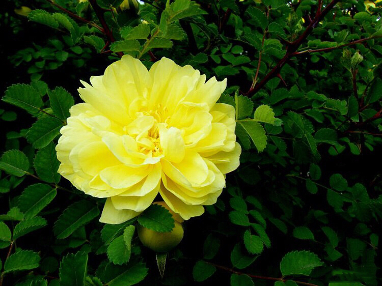 黄刺玫ll不与千红竞彩妆，黄金万朵溢芬芳