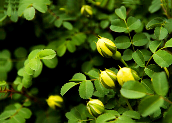 黄刺玫ll不与千红竞彩妆，黄金万朵溢芬芳