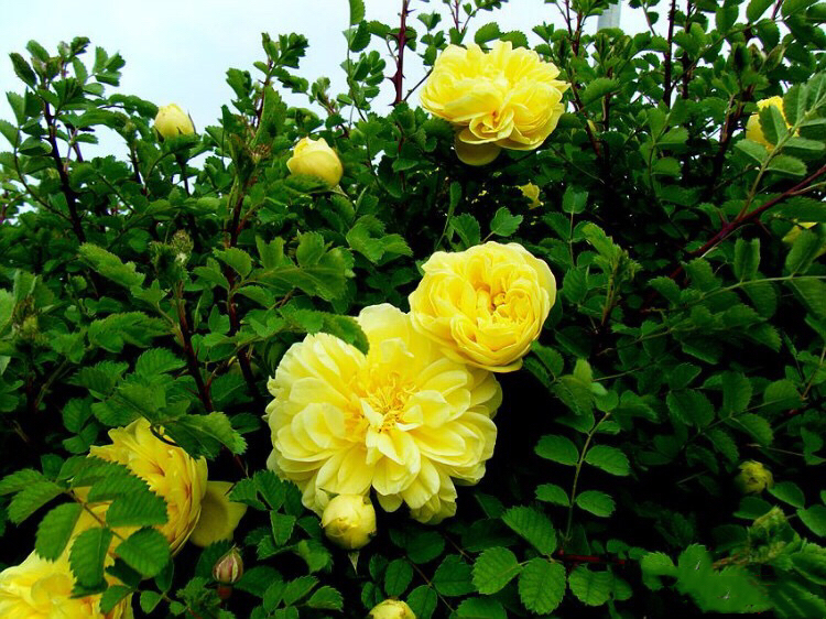 黄刺玫ll不与千红竞彩妆，黄金万朵溢芬芳