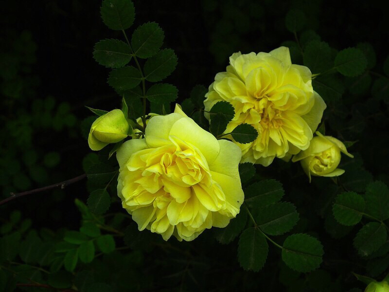 黄刺玫ll不与千红竞彩妆，黄金万朵溢芬芳