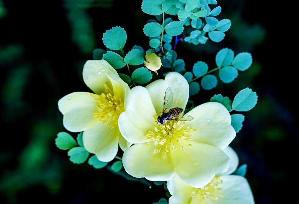 黄刺玫ll不与千红竞彩妆，黄金万朵溢芬芳