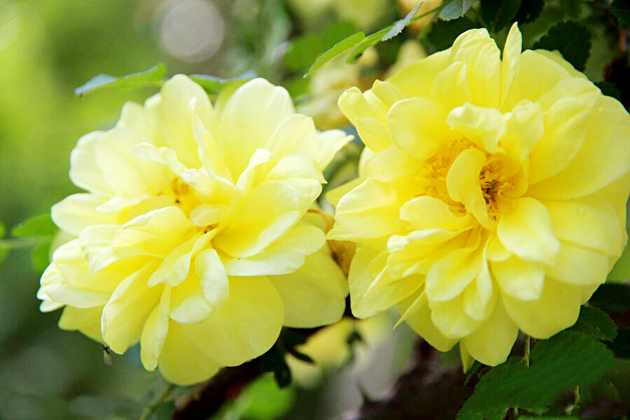 黄刺玫ll不与千红竞彩妆，黄金万朵溢芬芳