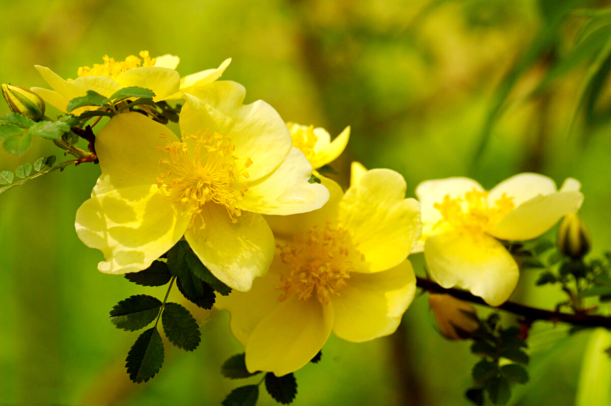 黄刺玫ll不与千红竞彩妆，黄金万朵溢芬芳