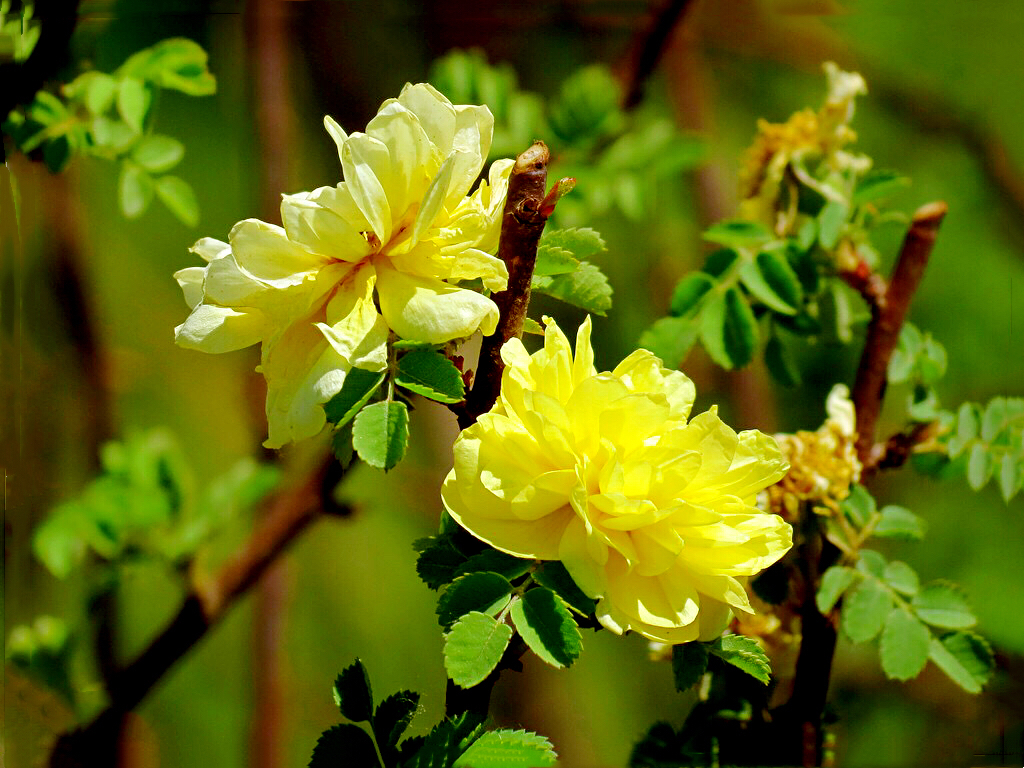 黄刺玫ll不与千红竞彩妆，黄金万朵溢芬芳