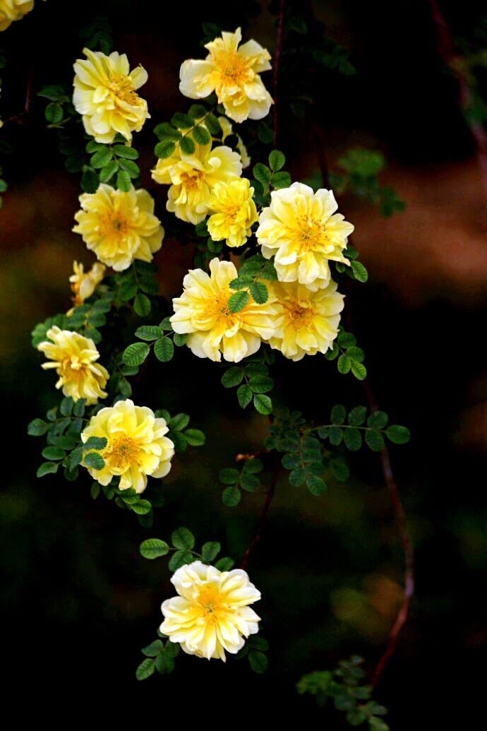 黄刺玫ll不与千红竞彩妆，黄金万朵溢芬芳