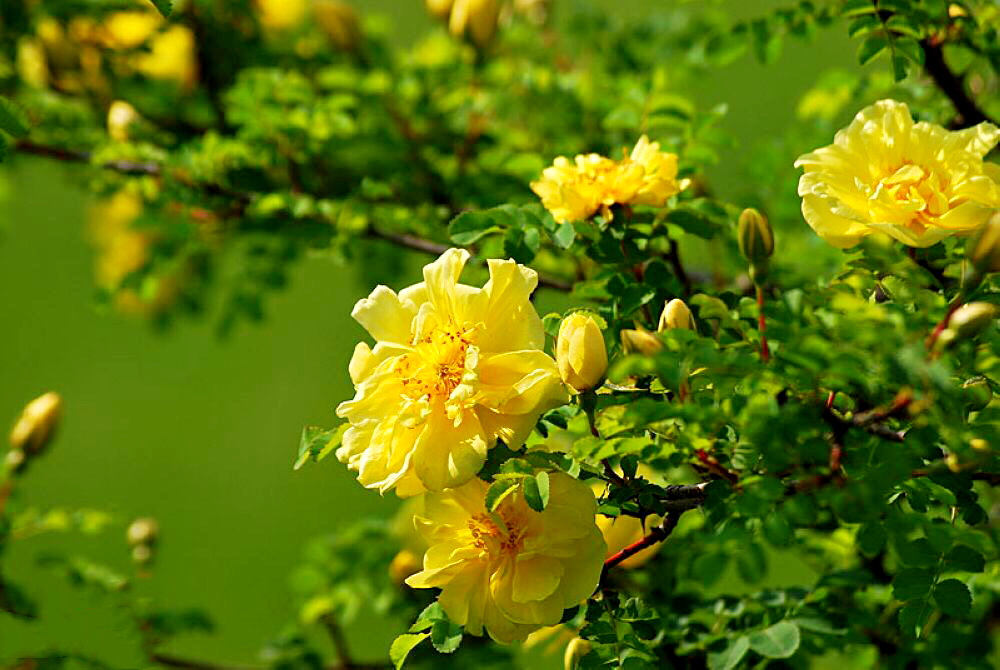 黄刺玫ll不与千红竞彩妆，黄金万朵溢芬芳