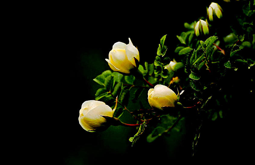 黄刺玫ll不与千红竞彩妆，黄金万朵溢芬芳