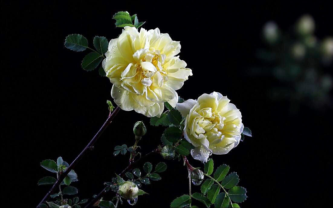 黄刺玫ll不与千红竞彩妆，黄金万朵溢芬芳