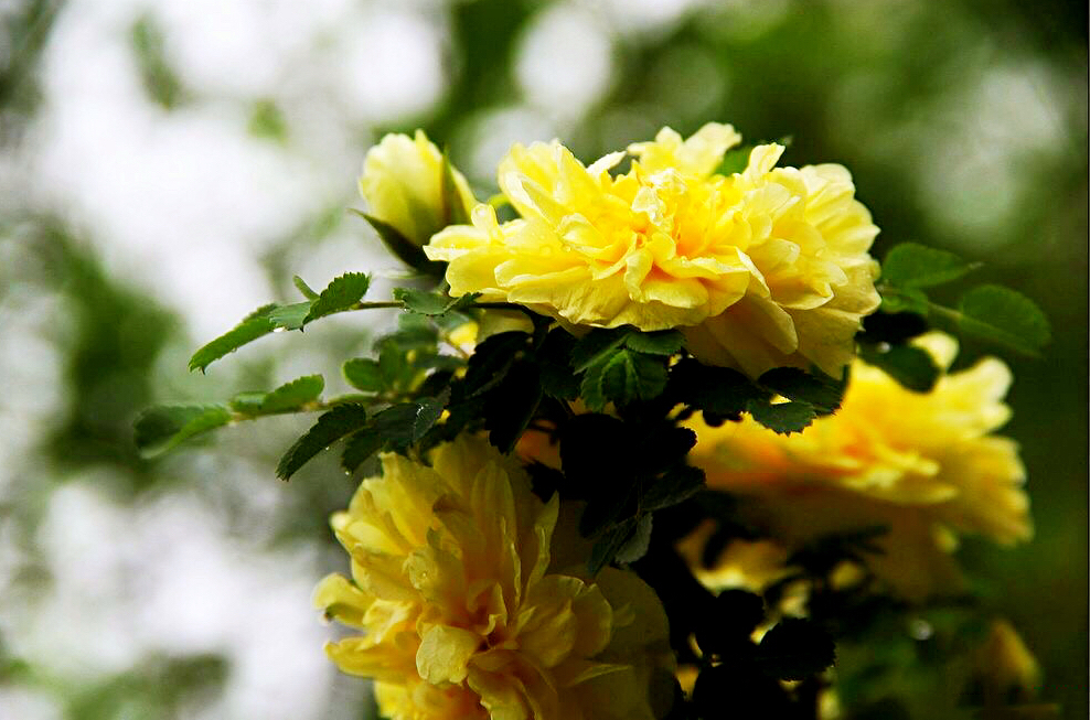 黄刺玫ll不与千红竞彩妆，黄金万朵溢芬芳