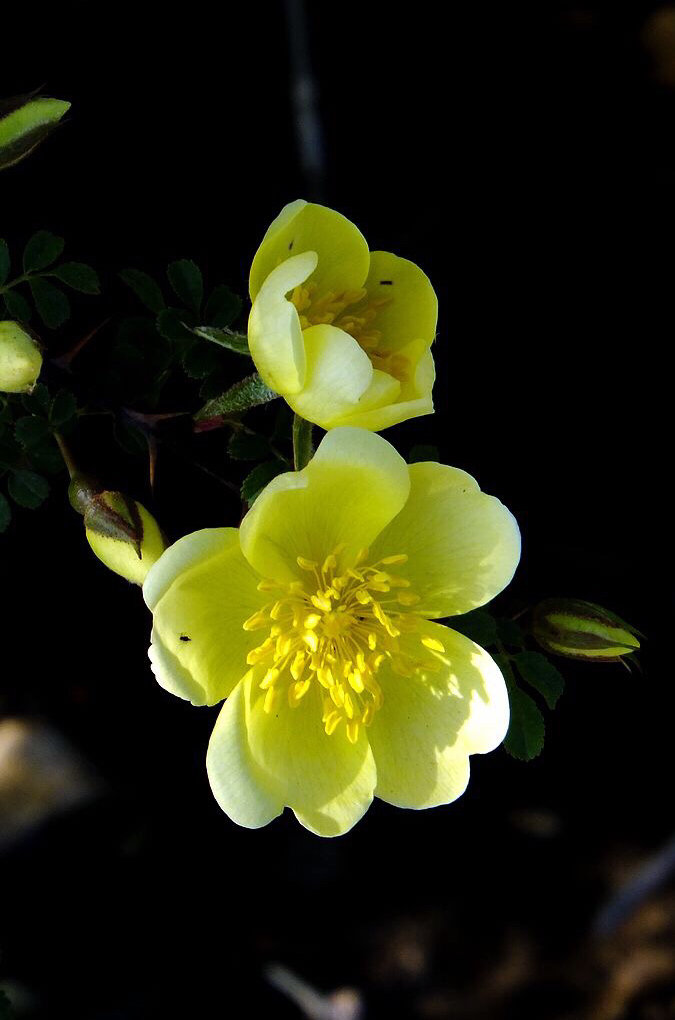 黄刺玫ll不与千红竞彩妆，黄金万朵溢芬芳