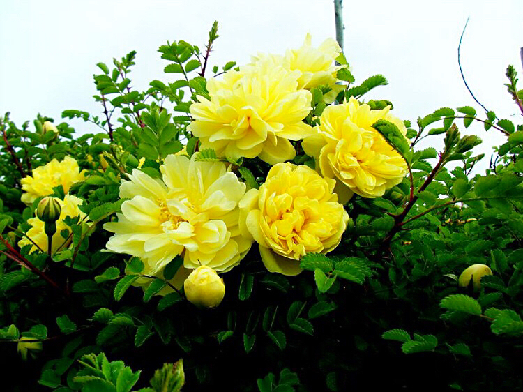 黄刺玫ll不与千红竞彩妆，黄金万朵溢芬芳