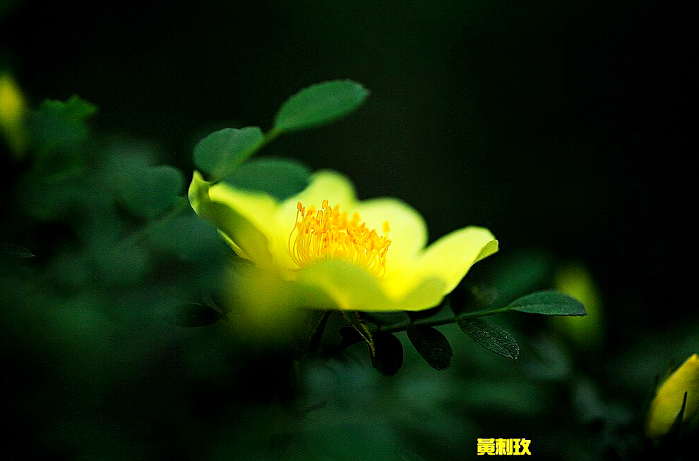 黄刺玫ll不与千红竞彩妆，黄金万朵溢芬芳