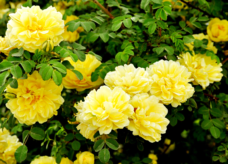 黄刺玫ll不与千红竞彩妆，黄金万朵溢芬芳