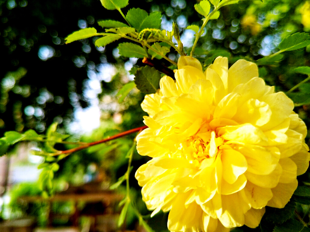 黄刺玫ll不与千红竞彩妆，黄金万朵溢芬芳