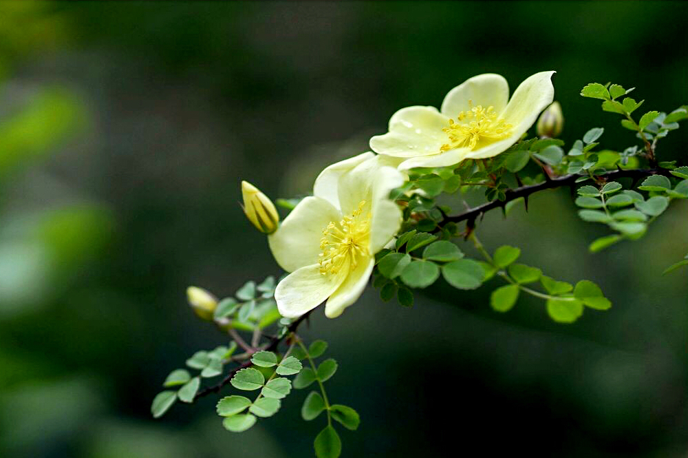 黄刺玫ll不与千红竞彩妆，黄金万朵溢芬芳