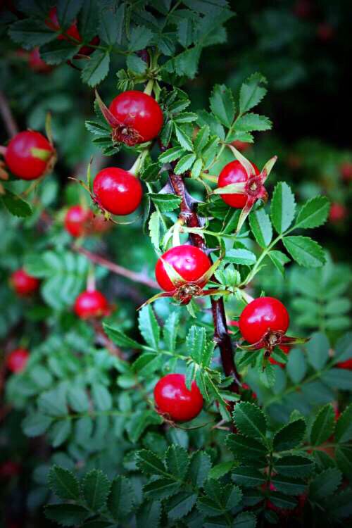 黄刺玫ll不与千红竞彩妆，黄金万朵溢芬芳