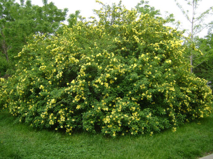 黄刺玫ll不与千红竞彩妆，黄金万朵溢芬芳