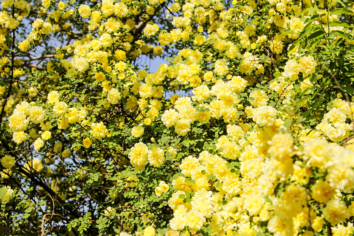 黄刺玫ll不与千红竞彩妆，黄金万朵溢芬芳
