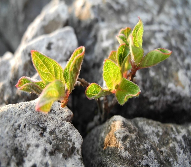 小苗长得快是怎么回事,小苗长着长着就歪了怎么回事