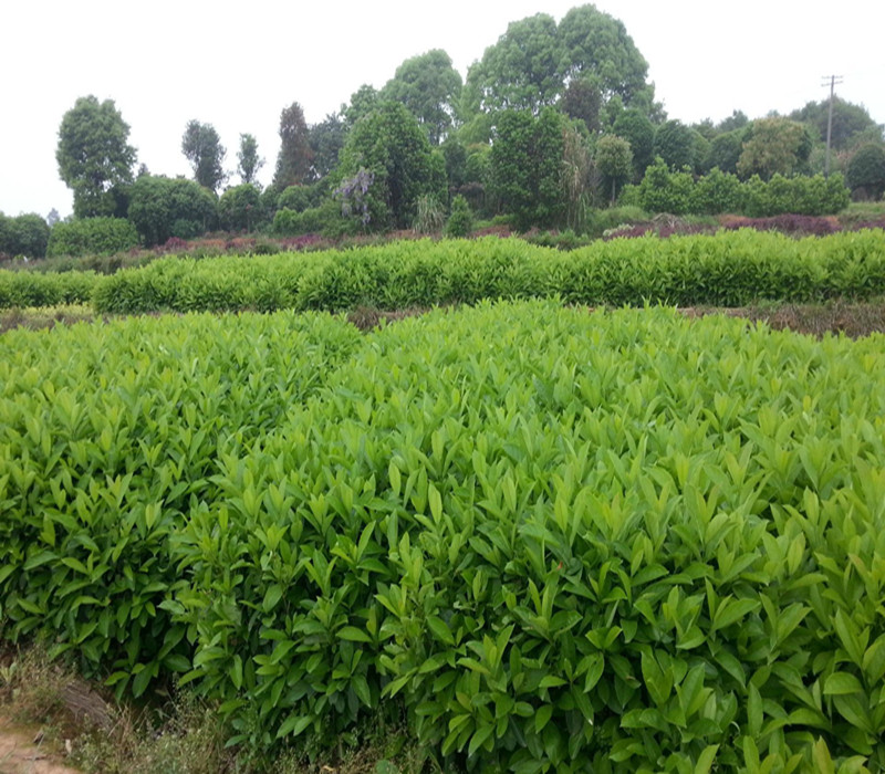 小苗长得快是怎么回事,小苗长着长着就歪了怎么回事