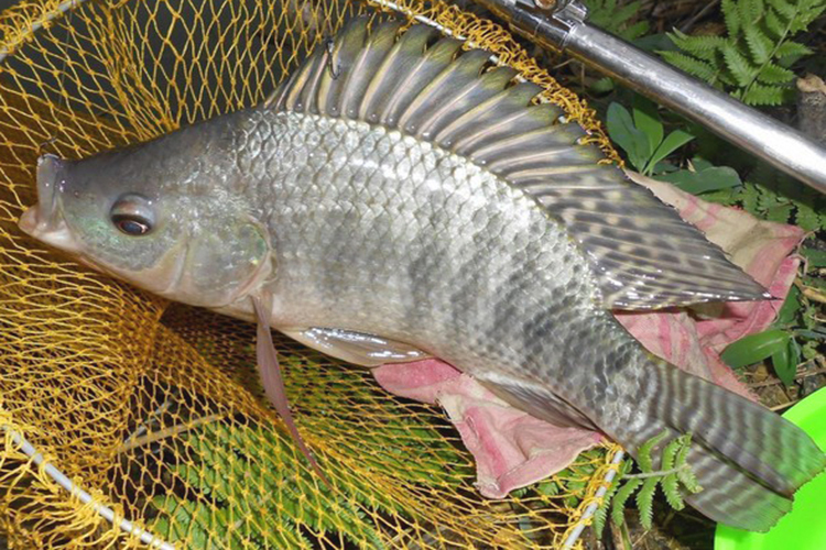 钓罗非鱼不要鱼料,钓罗非不用冷冻饵怎样钓