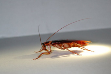 为什么蟑螂能抗辐射,为什么蟑螂怕辐射