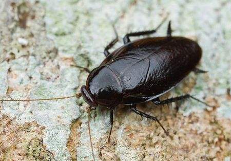 为什么蟑螂能抗辐射,为什么蟑螂怕辐射