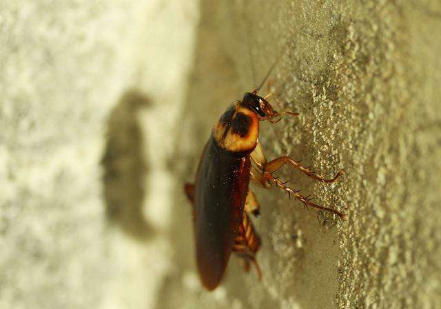 为什么蟑螂能抗辐射,为什么蟑螂怕辐射