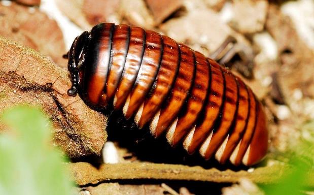 为什么蟑螂能抗辐射,为什么蟑螂怕辐射