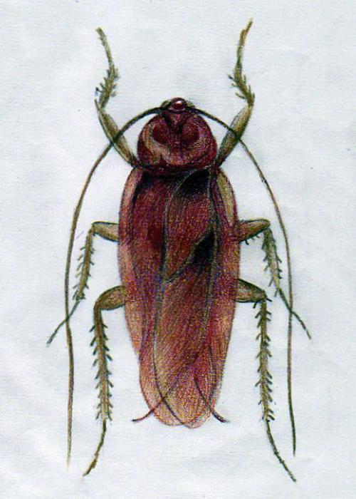 为什么蟑螂能抗辐射,为什么蟑螂怕辐射