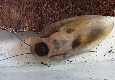 为什么蟑螂能抗辐射,为什么蟑螂怕辐射