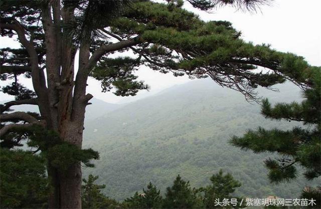 天津蓟州适合住一周的农家院,天津市蓟州区青山陌农家院