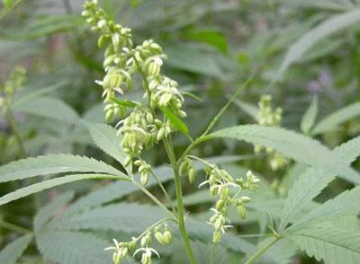 火麻仁作用与功效,每日一剂中草药