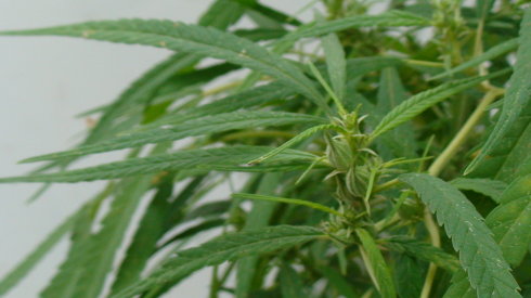 火麻仁作用与功效,每日一剂中草药