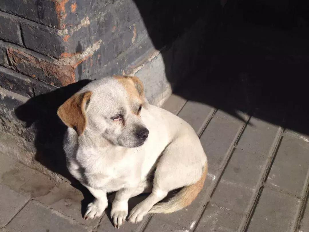 老狗死前的症状,老狗临死前有什么前兆