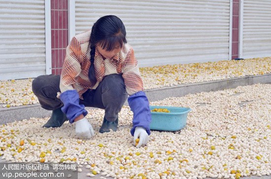 白果吃多了如何解毒,白果吃了能治病吗