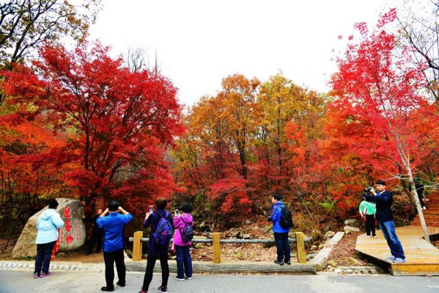 本溪枫叶网红全国